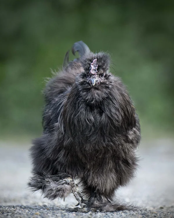 Wiesenhof in Pertisau: the Entner family and team Black fluffy Silkie chicken walking on a gravel path