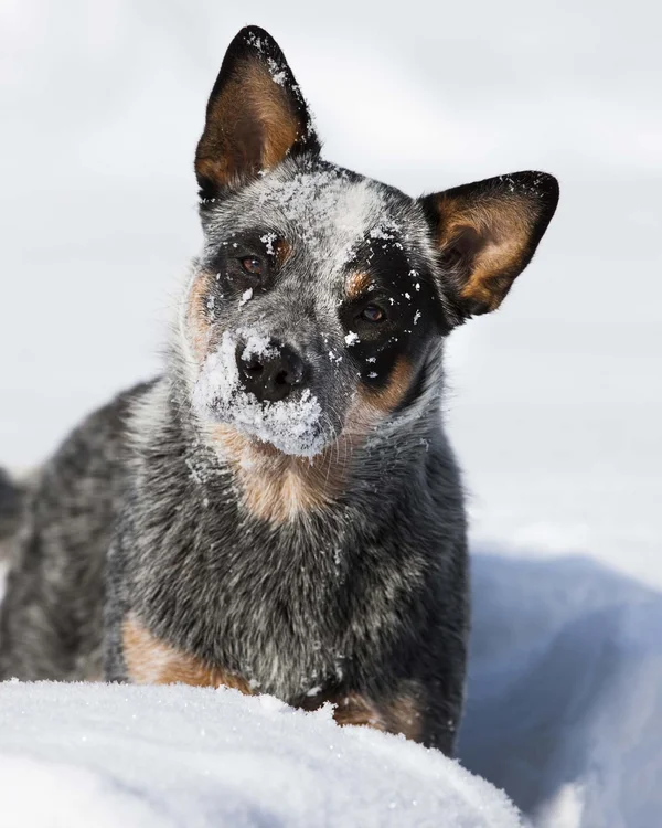 Wiesenhof in Pertisau: the Entner family and team Australian Cattle Dog with snow-covered face in the snow