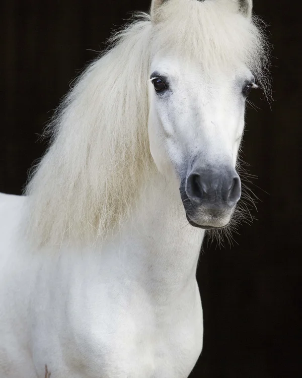 Wiesenhof in Pertisau: the Entner family and team Close-up of a white pony with a fluffy mane against a dark background