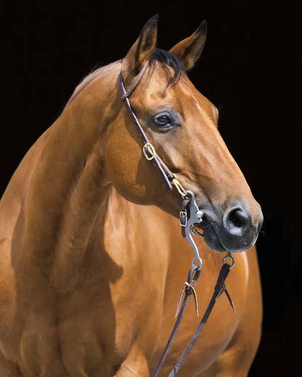 Wiesenhof in Pertisau: the Entner family and team Brown horse with bridle against black background