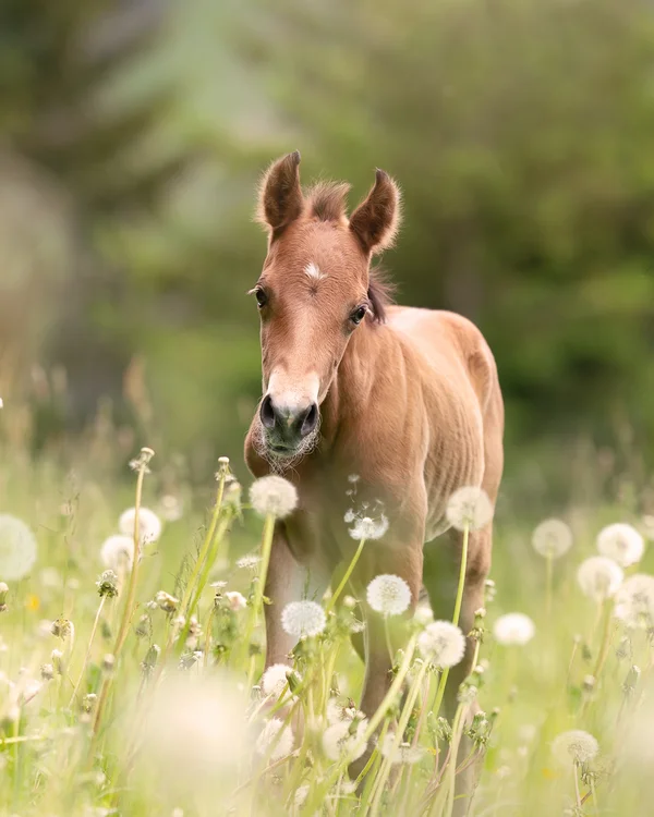 Wiesenhof in Pertisau: the Entner family and team Young brown foal standing in a field of dandelions
