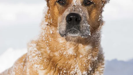 Wiesenhof from all perspectives Brown dog covered in snow lying in deep snow