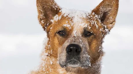 Wiesenhof from all perspectives Brown dog covered in snow lying in deep snow