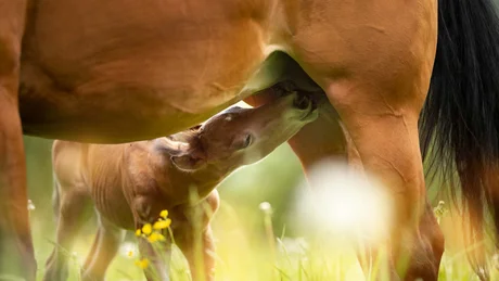 Wiesenhof from all perspectives Foal nursing from mare in a summer meadow with yellow flowers