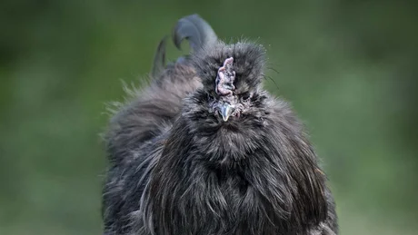 Wiesenhof from all perspectives Black fluffy Silkie chicken walking on a gravel path