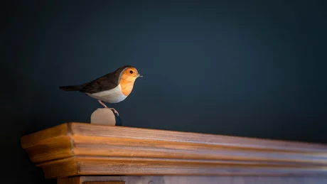 Wiesenhof from all perspectives Wooden figurine of a robin perched on a wooden ledge against a dark background