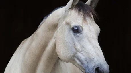 Wiesenhof from all perspectives Close-up of a cream-colored horse against a black background