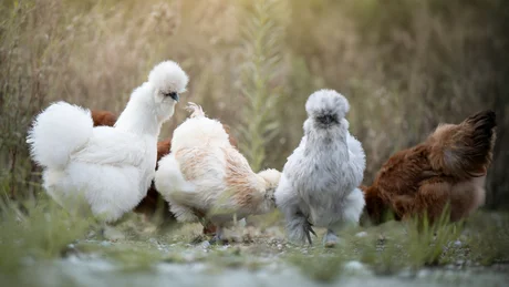 Wiesenhof from all perspectives Group of different Silkie chickens on grass outdoors