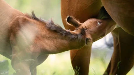 Wiesenhof from all perspectives Foal nursing milk from its mother mare in a green meadow