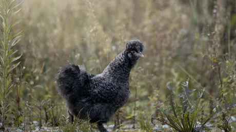 Wiesenhof from all perspectives Black chicken with curly feathers standing in wild grass