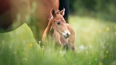 Wiesenhof from all perspectives Foal standing in a meadow beside a horse