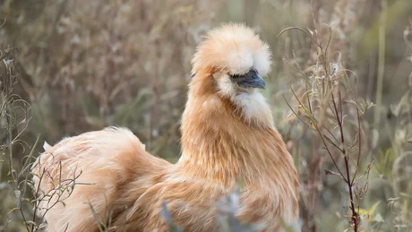 Wiesenhof from all perspectives Brown silkie chicken standing in grass with blurred background
