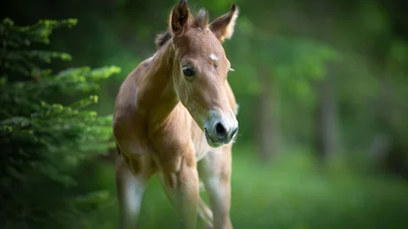 Wiesenhof from all perspectives Young foal standing in green forest with blurred background