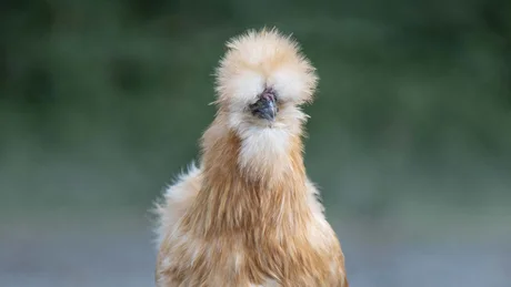 Wiesenhof from all perspectives Fluffy brown and white Silkie chicken standing on gravel