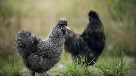 Wiesenhof from all perspectives Two black Silkie chickens outdoors on grass and gravel surface