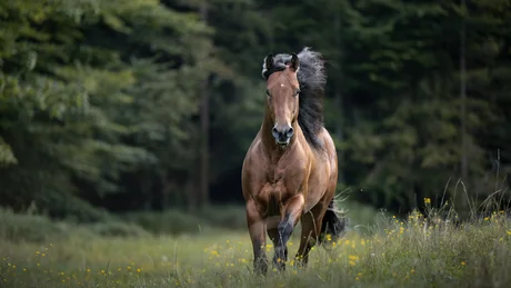 Wiesenhof from all perspectives Brown horse galloping through a flower meadow in front of a forest