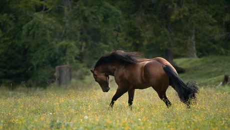 Wiesenhof from all perspectives Brown horse with black mane in a flowering meadow with trees in background