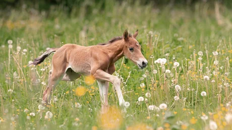 Wiesenhof from all perspectives Foal walking through a blooming meadow with dandelions and green trees