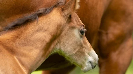 Wiesenhof from all perspectives Close-up of a foal next to an adult horse's body
