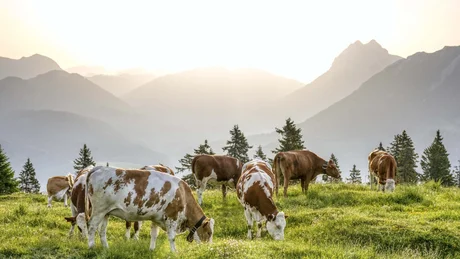 Wiesenhof from all perspectives Cows grazing on green mountain meadow at sunrise with mountains in background