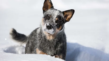 Wiesenhof from all perspectives Australian Cattle Dog with snow-covered face in the snow