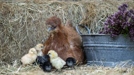 Wiesenhof from all perspectives Hen with chicks in front of hay bales next to a flower pot in barn