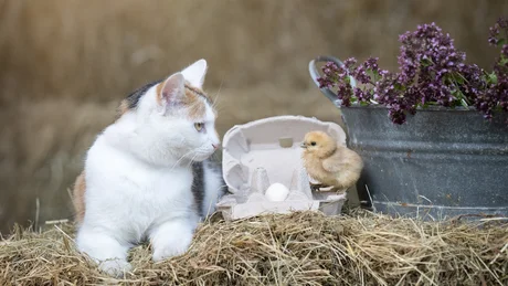 Wiesenhof from all perspectives Cat looking at chick on hay bale beside egg carton and flower bucket