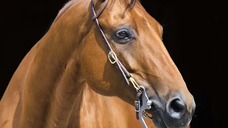 Wiesenhof from all perspectives Brown horse with bridle against black background