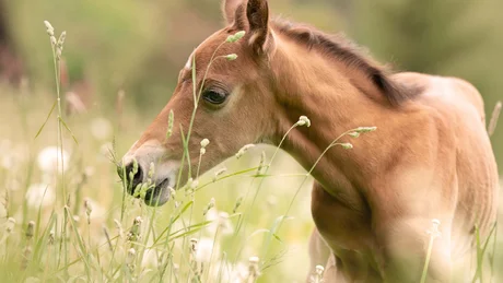 Wiesenhof from all perspectives Foal standing in a blooming green meadow