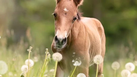 Wiesenhof from all perspectives Young brown foal standing in a field of dandelions